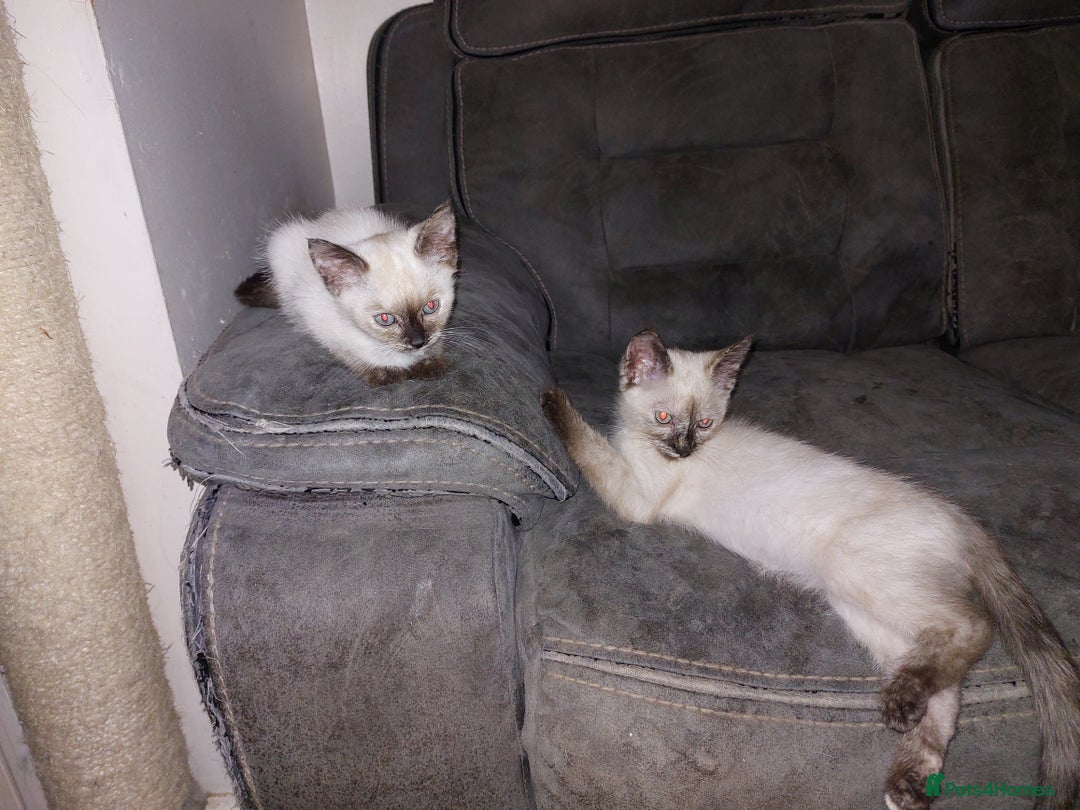 Ragdoll cats for sale: 1 beautiful 3 quarter ragdoll girl in Bedford - Image 9