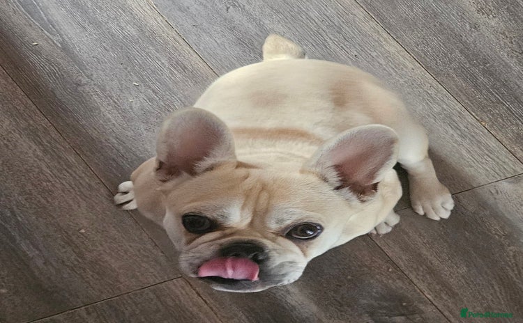 Frug dogs - Advert 2