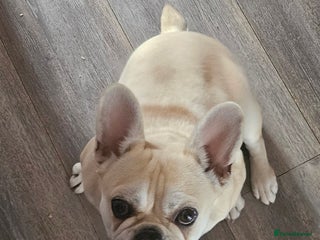 Frug dogs - Advert 21