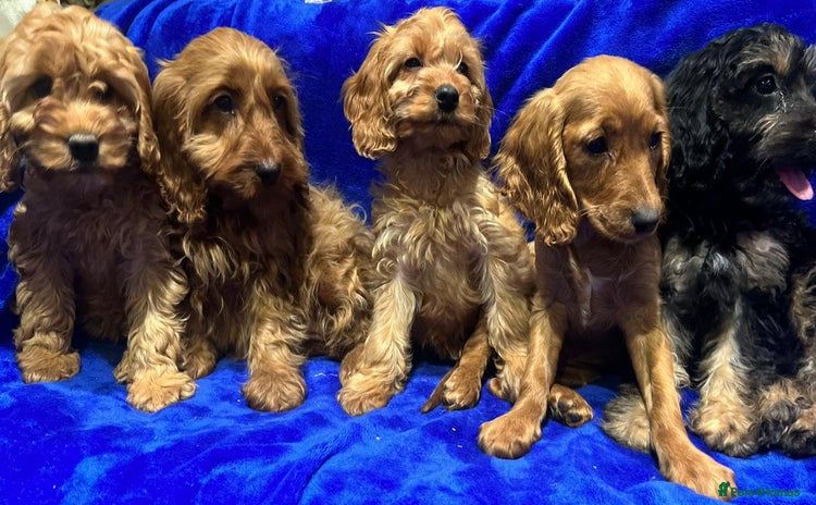 Cockapoo dogs - Advert 2