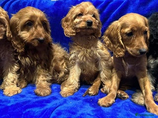 Cockapoo dogs - Advert 30