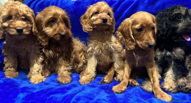 Cockapoo dogs - Advert 5