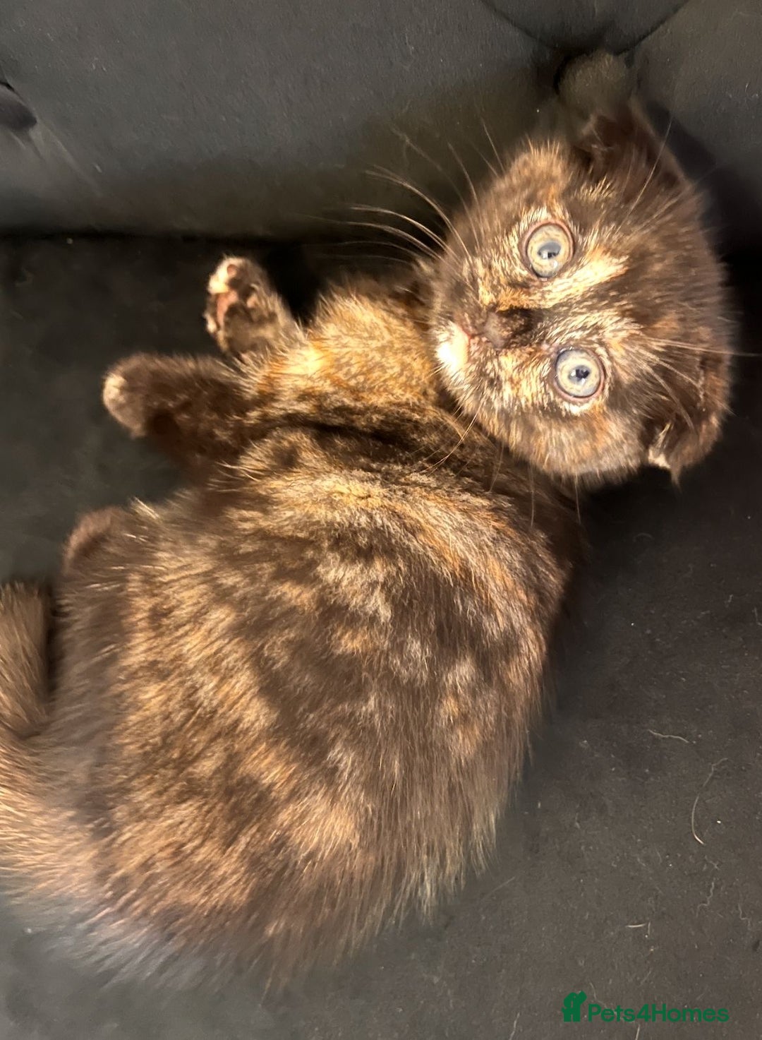 Scottish Fold cats for sale: Affordable colour fold kittens  - Advert 1