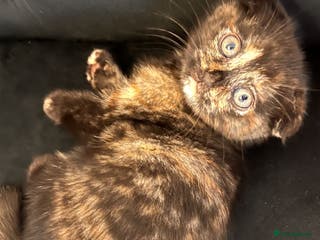 Scottish Fold cats Gorgeous colour fold kittens - Advert 2