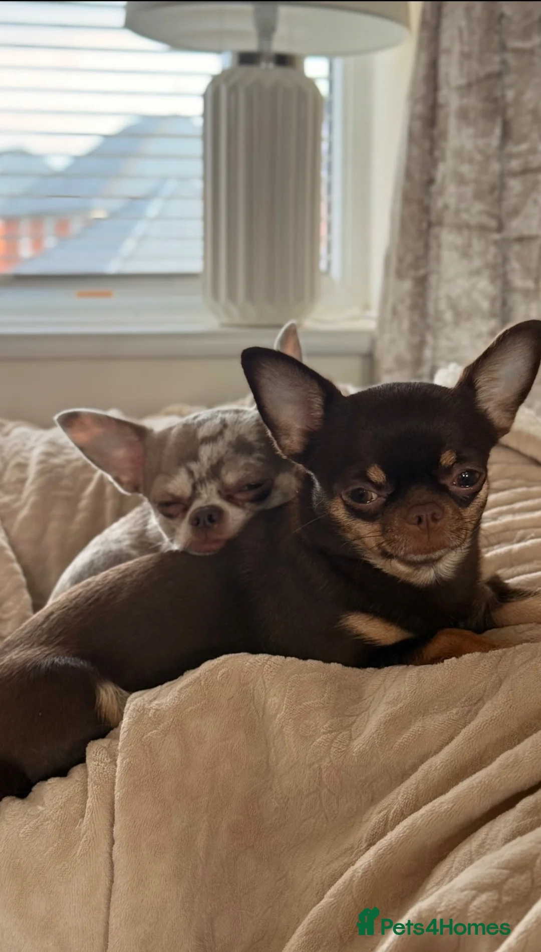 Chihuahua dogs for sale: Two chihuahua sisters for sale  - Advert 4