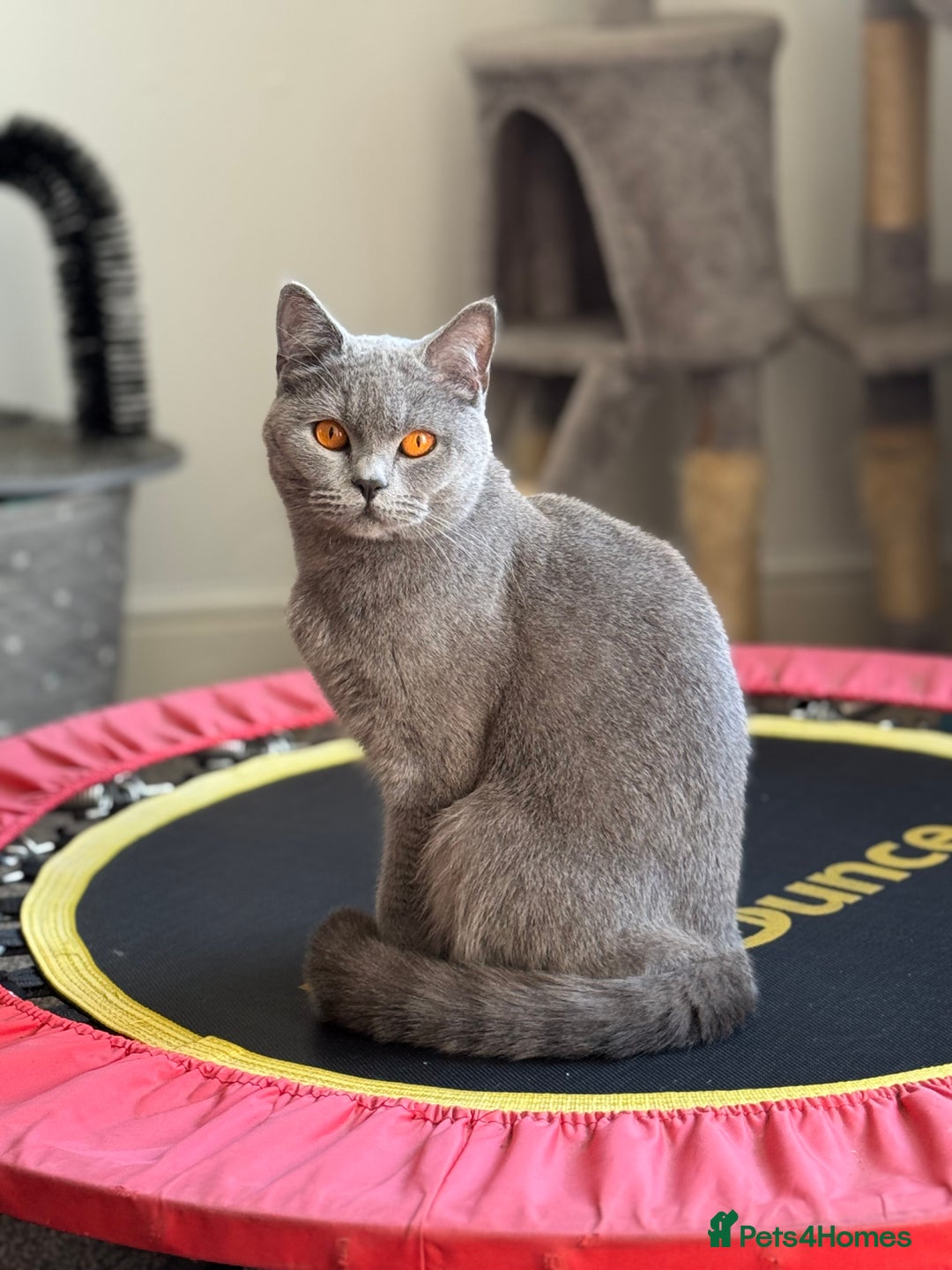 Mixed Breed cats for sale: Male kitten - Advert 1