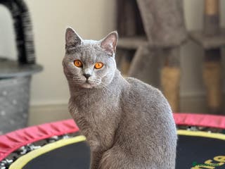 Mixed Breed cats Male kitten - Advert 6