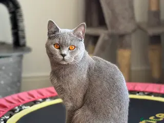 Mixed Breed cats Male kitten - Advert 11