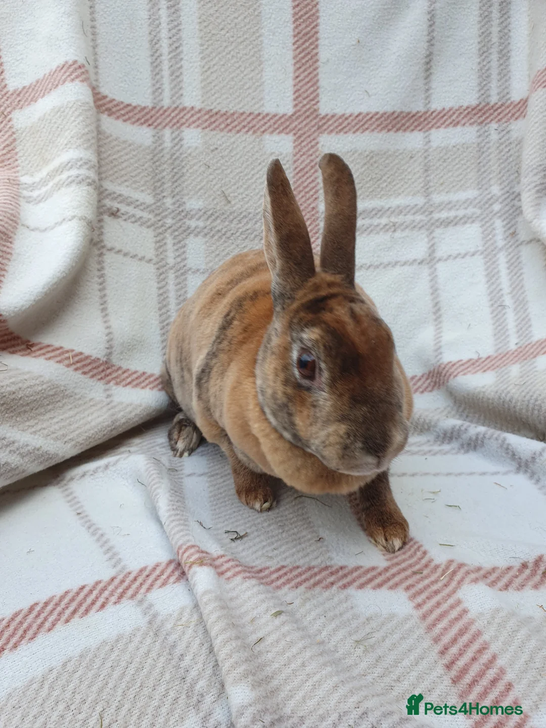 Mini Lop rabbits for sale: Spayed/neutered rabbits for adoption VAC rhd2 - Advert 8