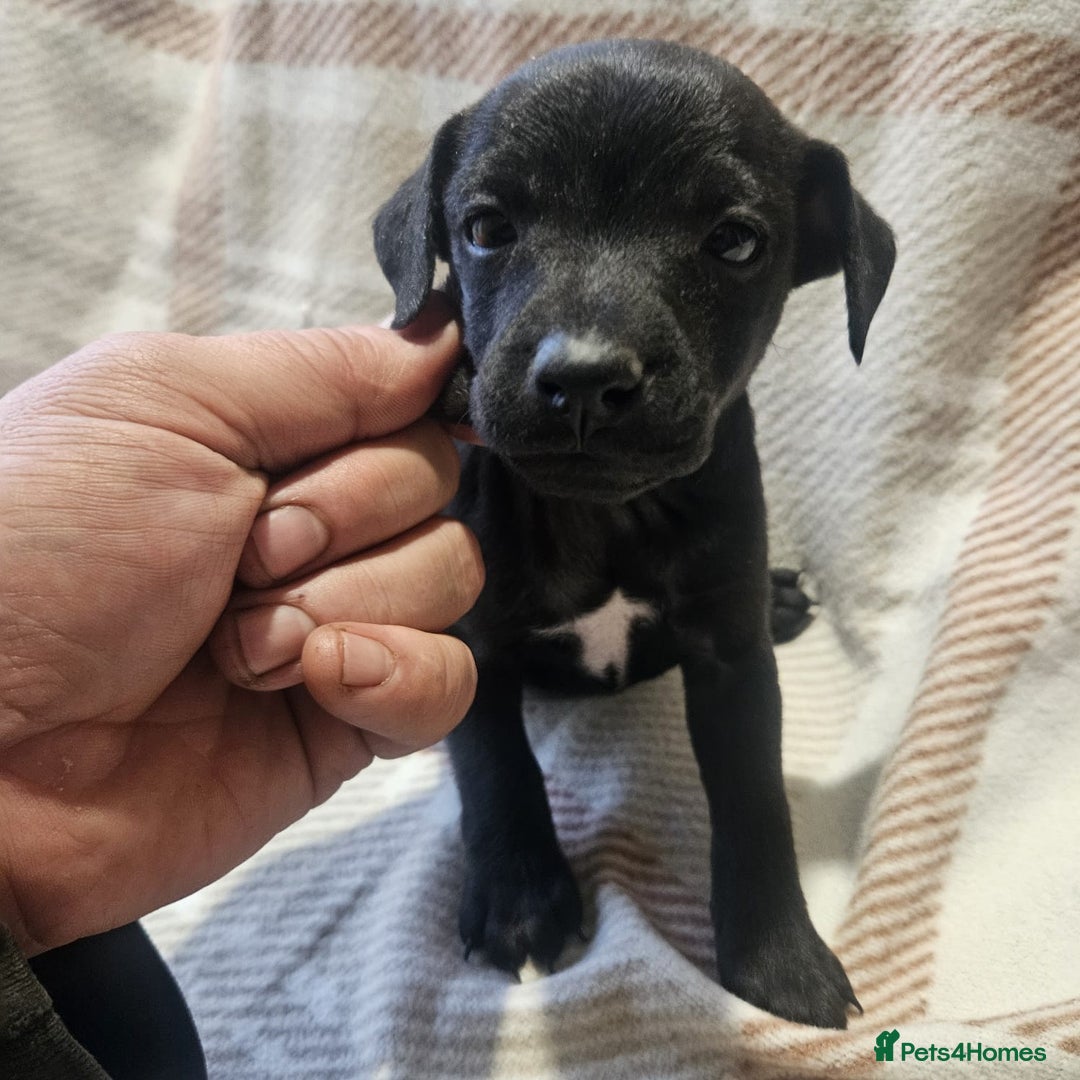 Mixed Breed dogs for sale: Patterdale/ fell terriers/ lakeland  - Image 11