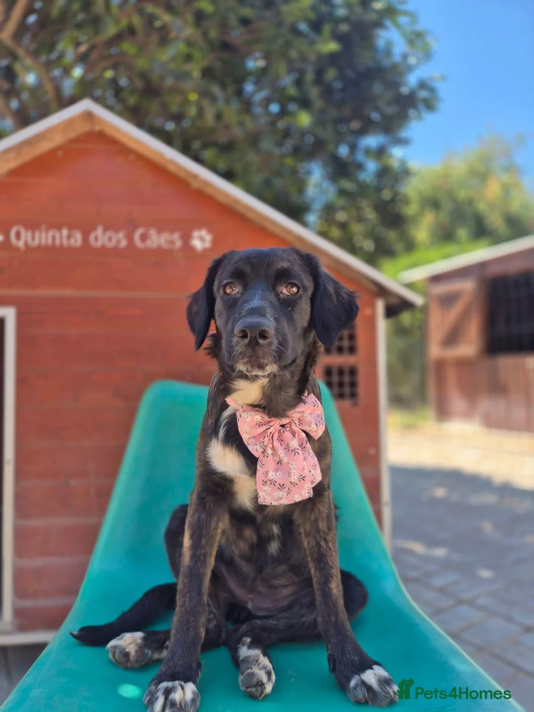 Mixed Breed dogs for adoption: Huggable Hazel - Advert 8