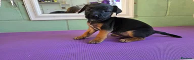 Mixed Breed 1