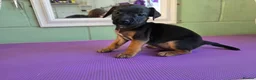 Mixed Breed dogs for sale: Jack Russel x Boarder Terrier  - Advert 3