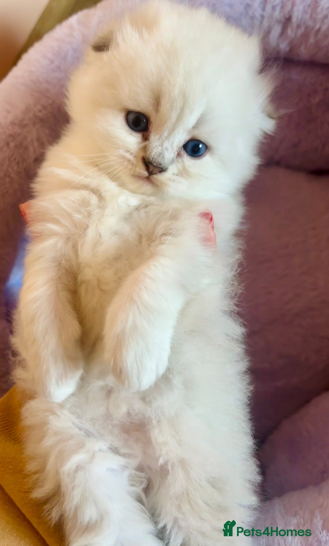 Scottish Fold cats for sale: 🌟🌟🌟🌟🌟Pedigree Scottish Fold Kittens - Image 7