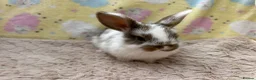 Mixed Breed rabbits for sale: Mixed Mini Lop Crosses - Advert 5