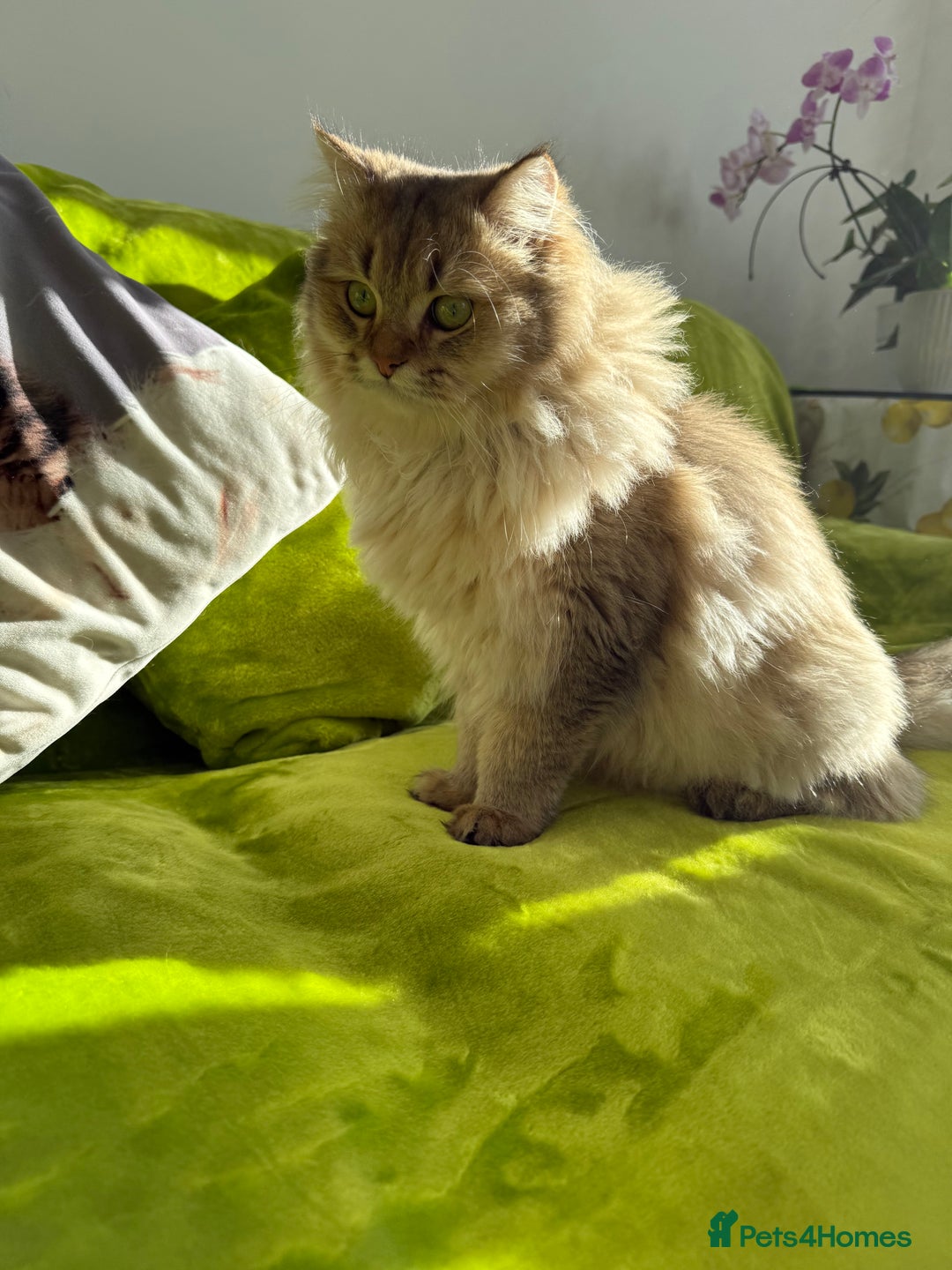 British Longhair cats for sale: British Longhair Kitten for sale  - Image 17