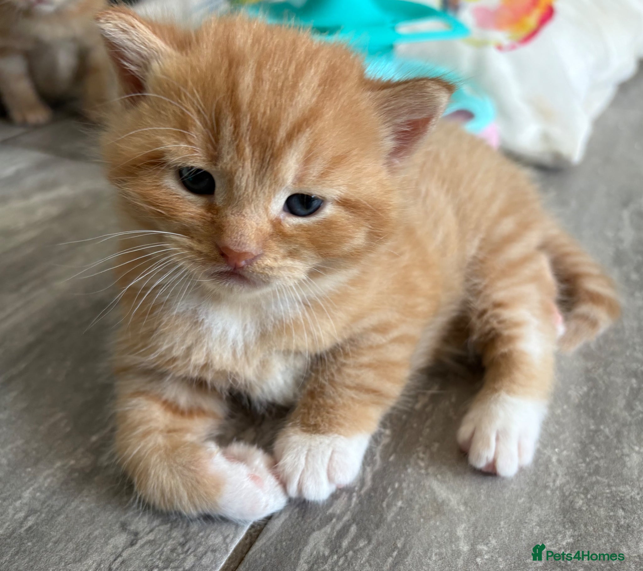 Mixed Breed cats Maine Coone x Ragdoll Full Ginger Litter - Advert 9
