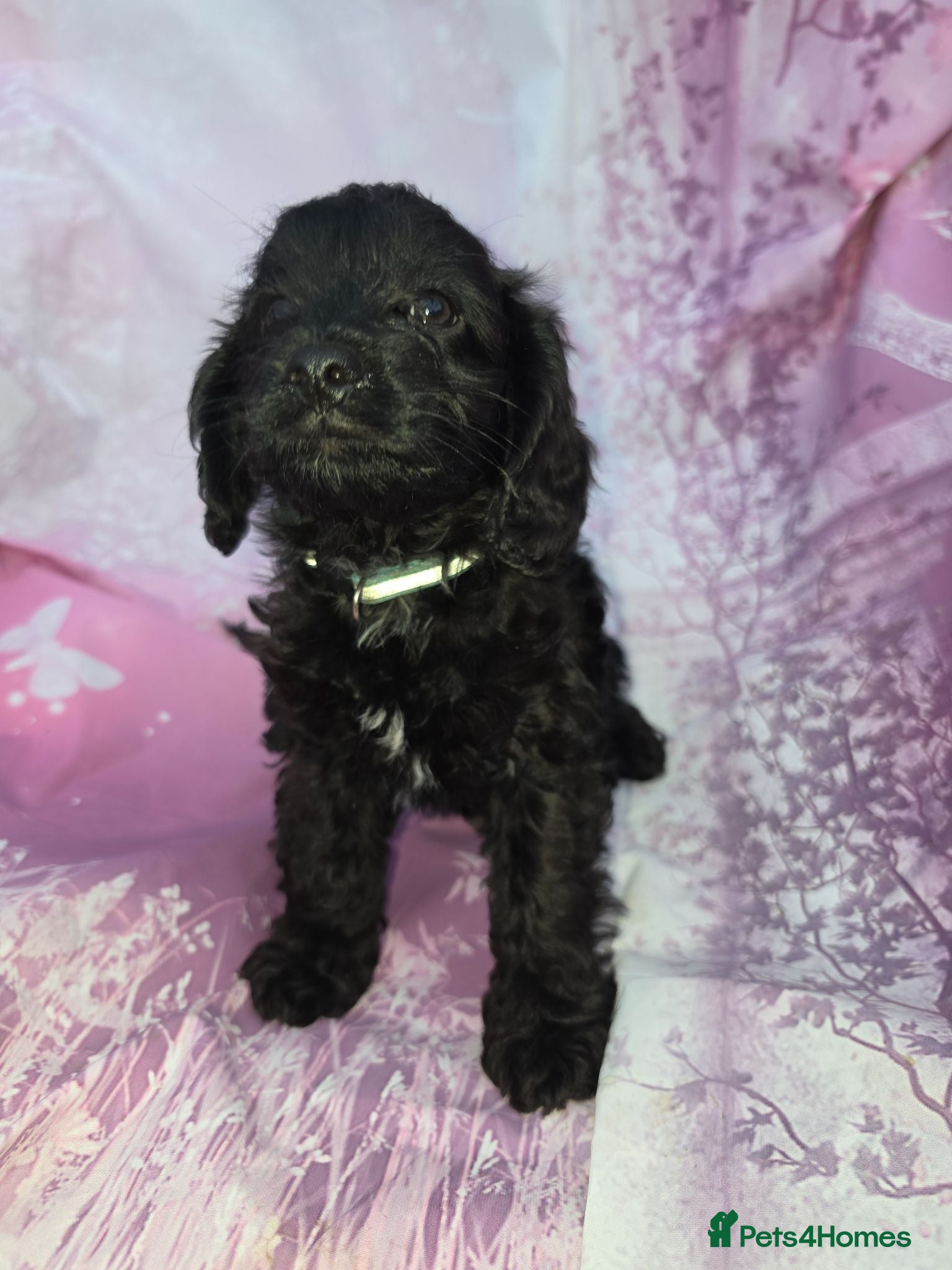 Cavapoo dogs Cavapoo  - Advert 2