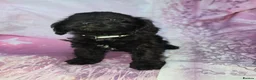 Cavapoo dogs for sale: Cavapoo  - Advert 1