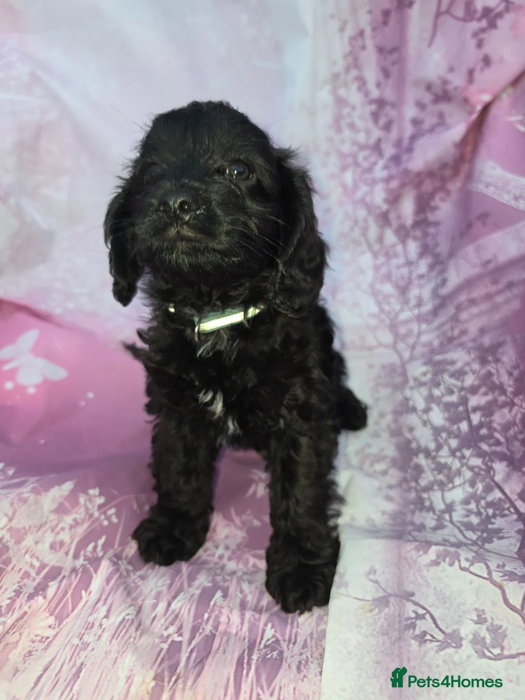 Cavapoo dogs for sale: Cavapoo  - Advert 1