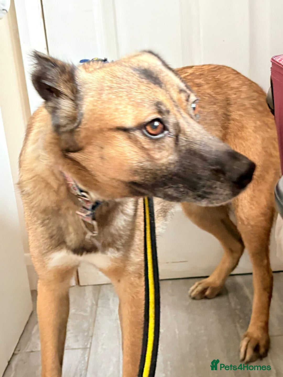 Mixed Breed dogs for adoption: Amelia - Daventry Northamptonshire  - Advert 4