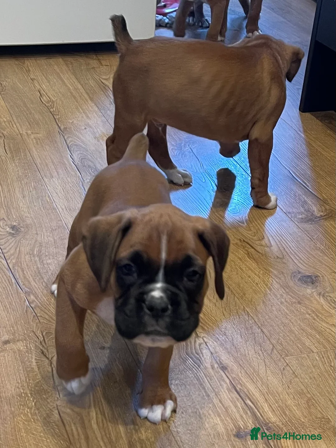 Boxer dogs for sale:  Stunning KC reg bobtailed boxers *1 girl left* - Advert 19