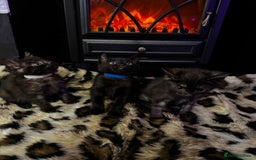 Egyptian Mau cats for sale: Smoke Egyptian MAU x Bengal spotted&marble kittens - Image 25