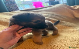 Mixed Breed dogs for sale: German Shepherd cross puppies - Image 9