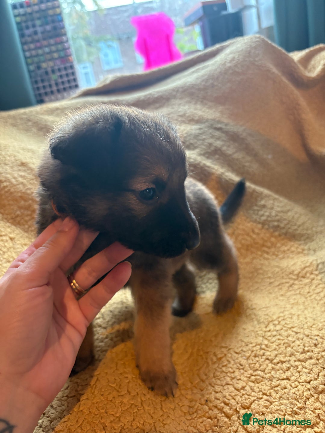 Mixed Breed dogs for sale: German Shepherd cross puppies - Image 9