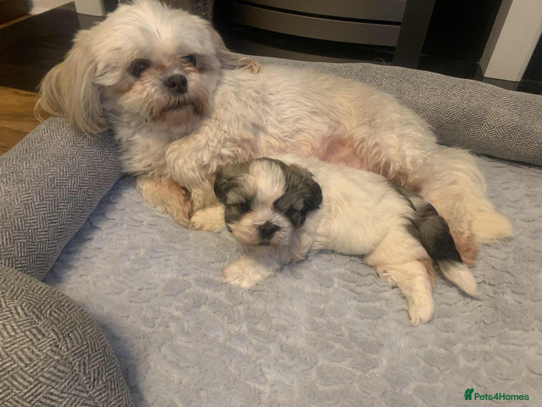 Shih Tzu dogs for sale: Shih tzu - Advert 1