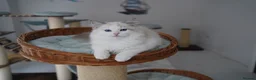 Ragdoll cats for sale: TICA registered seal lynx bicolor boy  - Advert 10
