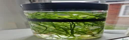 Angelfish fish for sale: Koi/Marble Angelfish - Advert 12