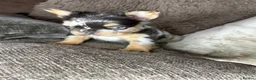French Bulldog dogs for sale: Fluffy French Bulldog Puppies  - Advert 3