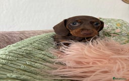Dachshund dogs for sale: Beautiful dachshund puppies 2 girls 1 boy - Image 2