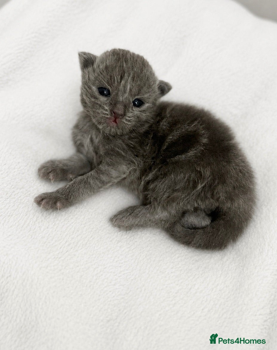 Scottish Fold cats 2 female Scottish folds🐾 - Advert 1