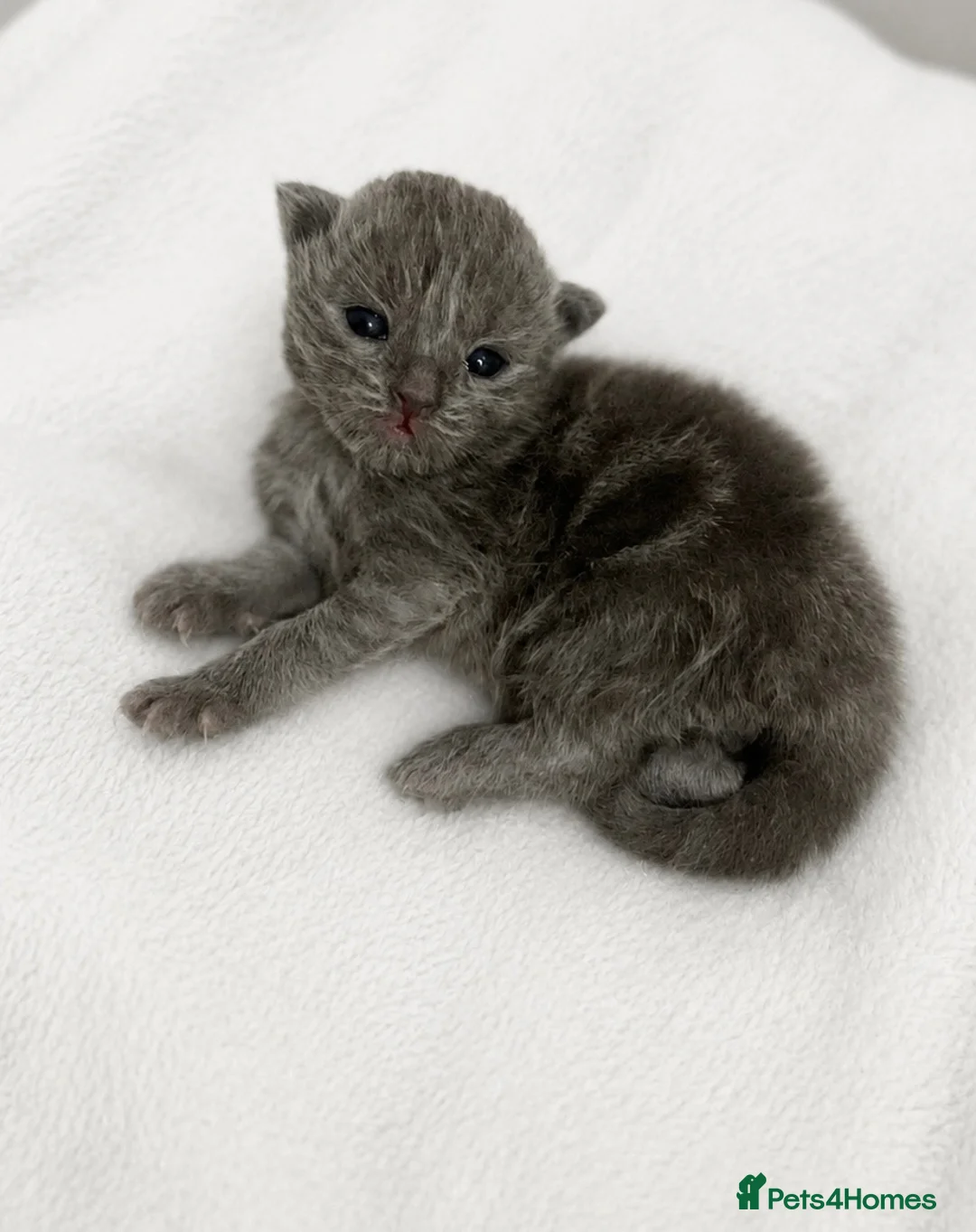 Scottish Fold cats for sale: 2 female Scottish folds🐾 - Advert 1
