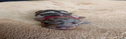 Miniature Dachshund dogs for sale: KC Registered Miniature Dachshunds - Advert 10