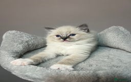 Ragdoll cats for sale: Registered Ragdolls kittens for sale - Image 14