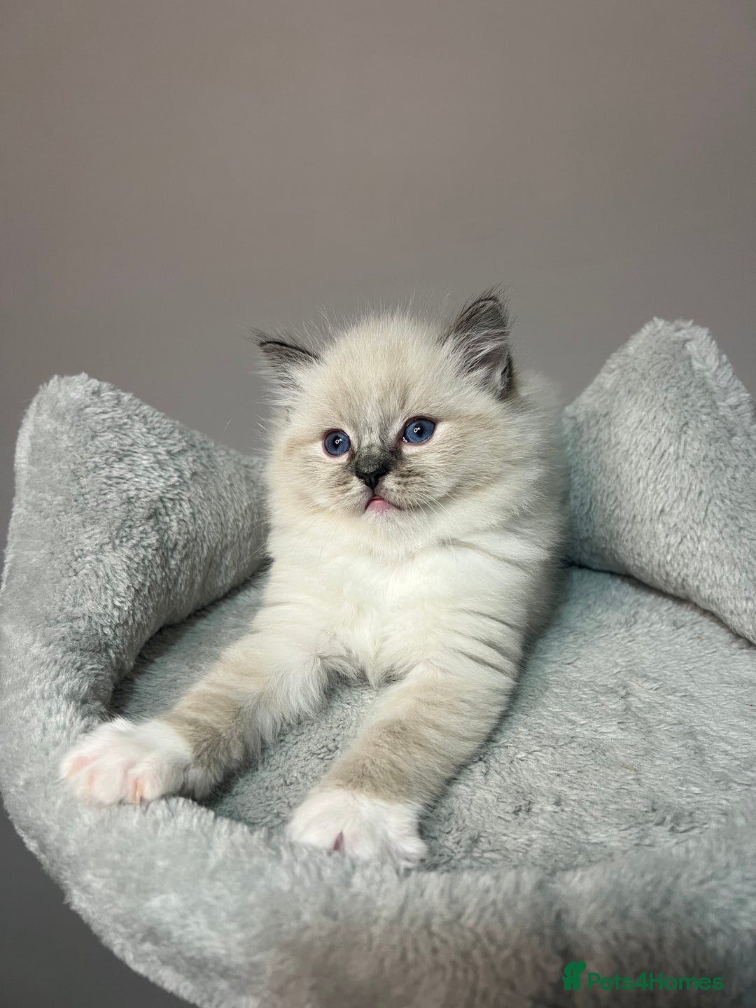 Ragdoll cats for sale: Registered Ragdolls kittens for sale - Image 14
