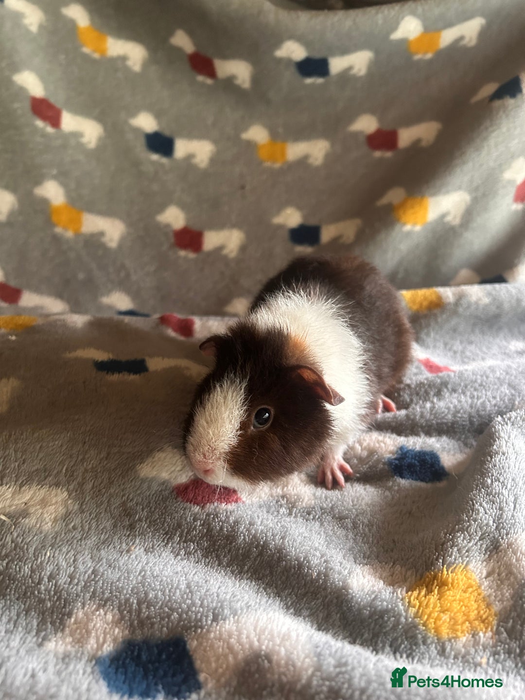 Guinea Pig rodents for sale: Lovely Teddy and Coronet baby Guinea pigs - Image 2