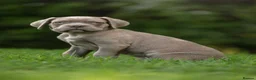 Cane Corso dogs for sale: 5 Towns Italian cane corso spring litter  - Advert 23