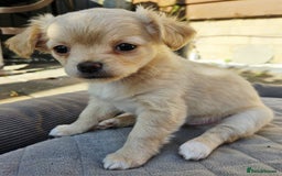 Mixed Breed dogs for sale: Chihuahua x jack russell puppies  - Image 3
