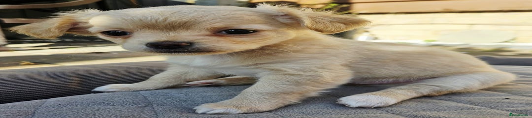 Mixed Breed Puppy 3