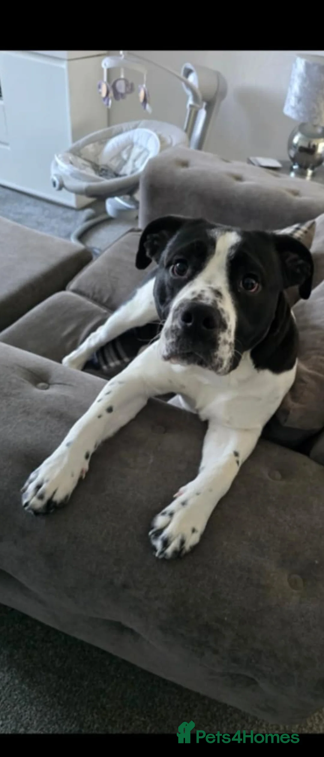 Mixed Breed dogs for sale: Bulldog Cross staffy 2 year old dog - Advert 2