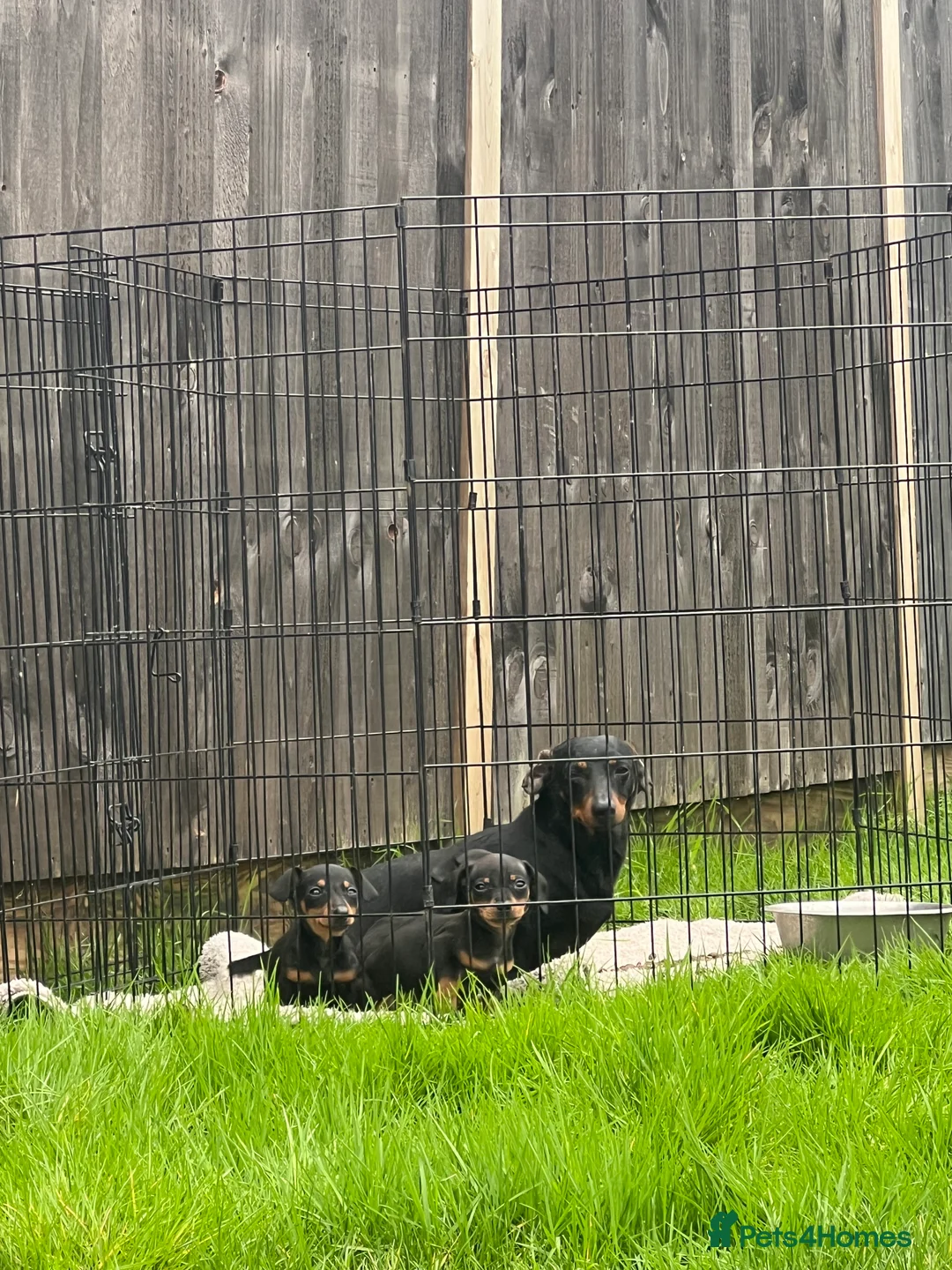 Miniature Dachshund dogs for sale: Miniature datchhounds  - Advert 6