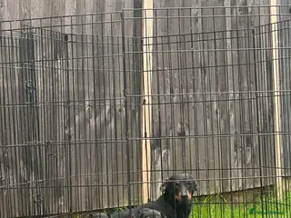 Miniature Dachshund dogs Miniature datchhounds - Advert 1