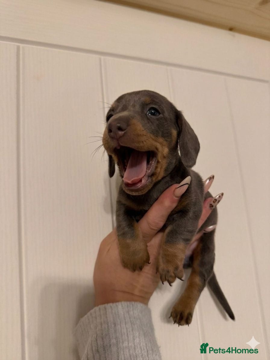 Miniature Dachshund dogs Miniature dachshund puppies  - Advert 10
