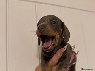 Miniature Dachshund dogs Miniature dachshund puppies - Advert 10