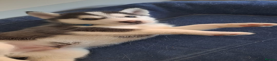 Siberian Husky Puppy 4