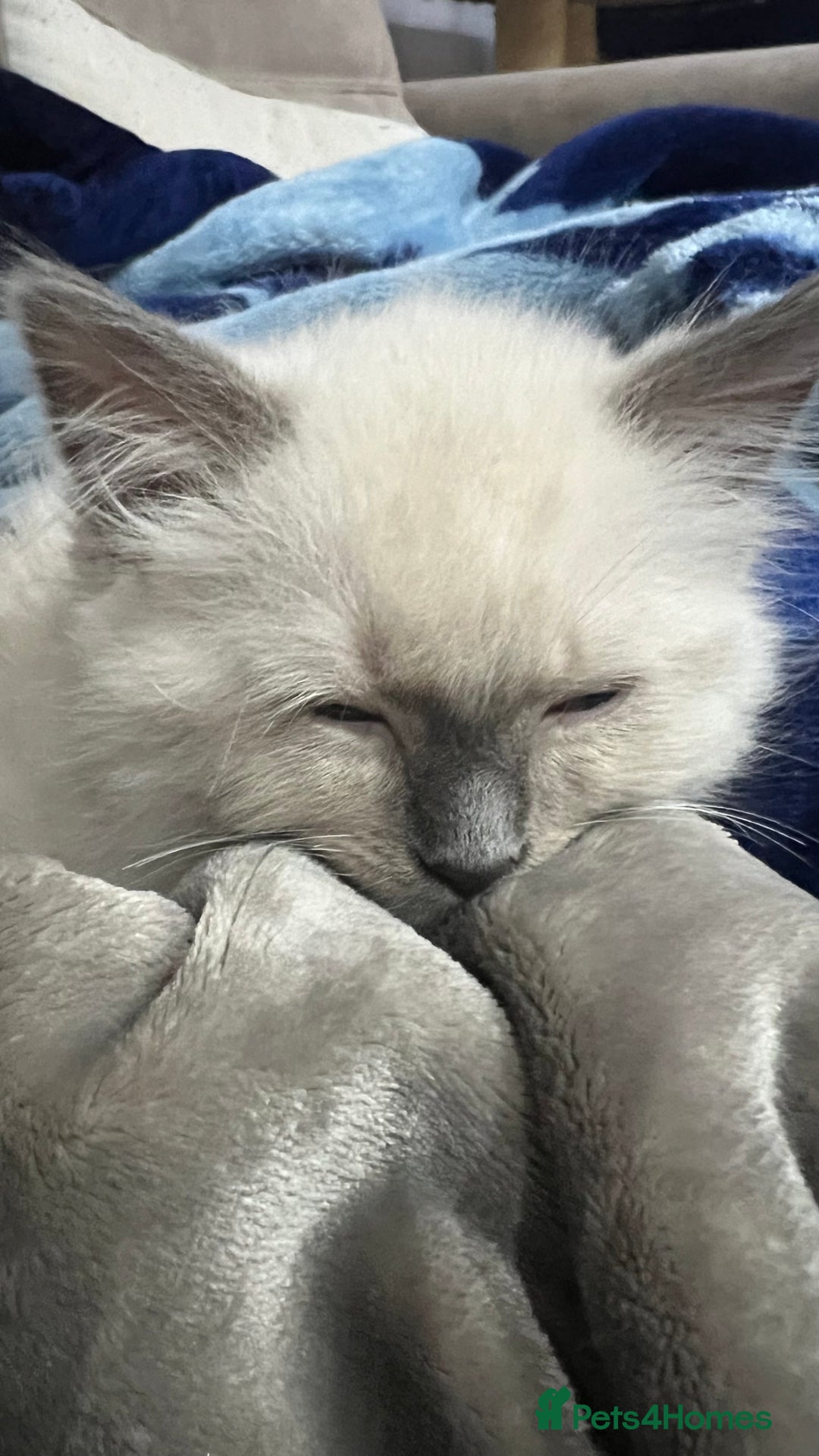 Ragdoll cats for sale: 3 Ragdoll kittens  - Advert 1